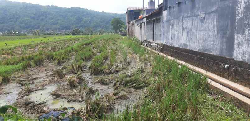 dijual tanah murah ditengah kota pacitan