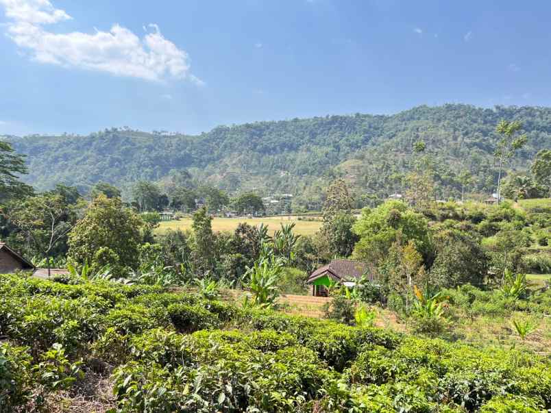 dijual tanah ngargoyoso karanganyar