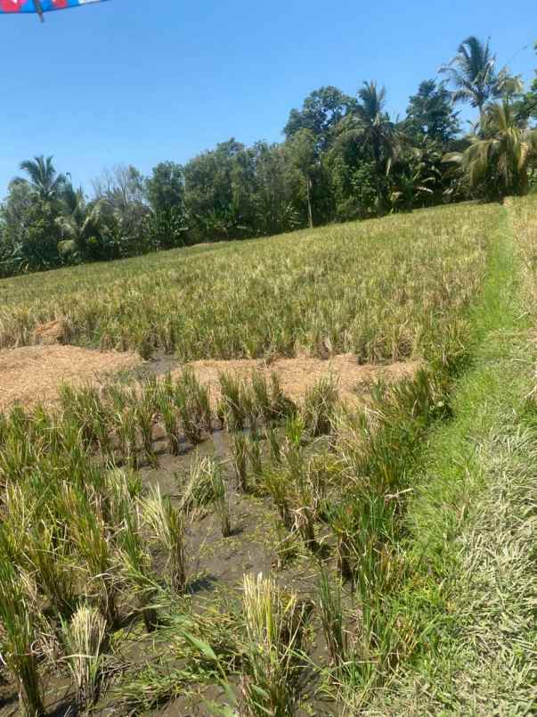 dijual tanah penatahan penebel tabanan bali