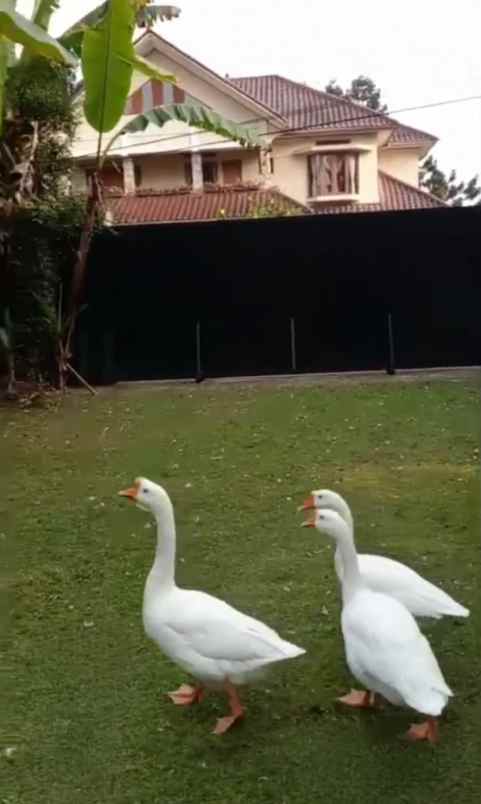 dijual tanah puncak cisarua bogor