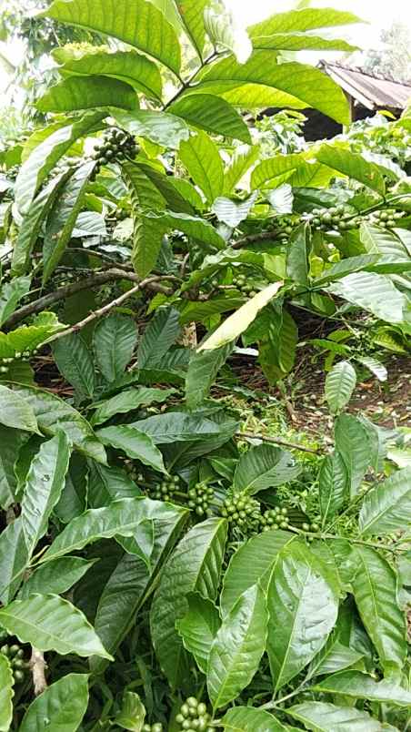 dijual tanah pupuan tabanan bali