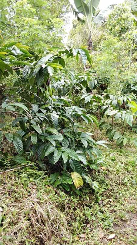 dijual tanah pupuan tabanan bali