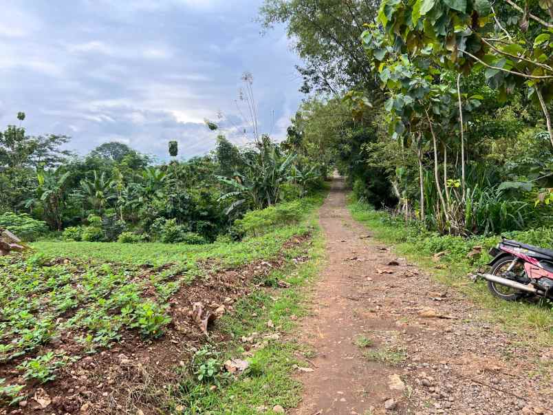 dijual tanah sawah 2100m kedawung sragen