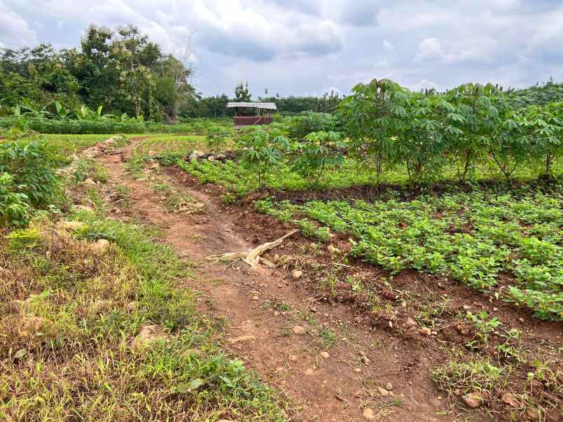 dijual tanah sawah 2100m kedawung sragen