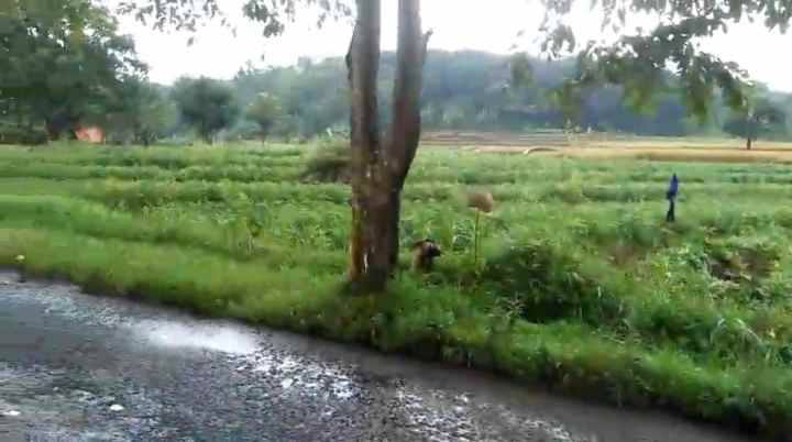 dijual tanah strategis pinggir jalan kabupaten