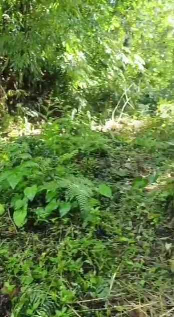 dijual tanah wanagiri kauh selemadeg