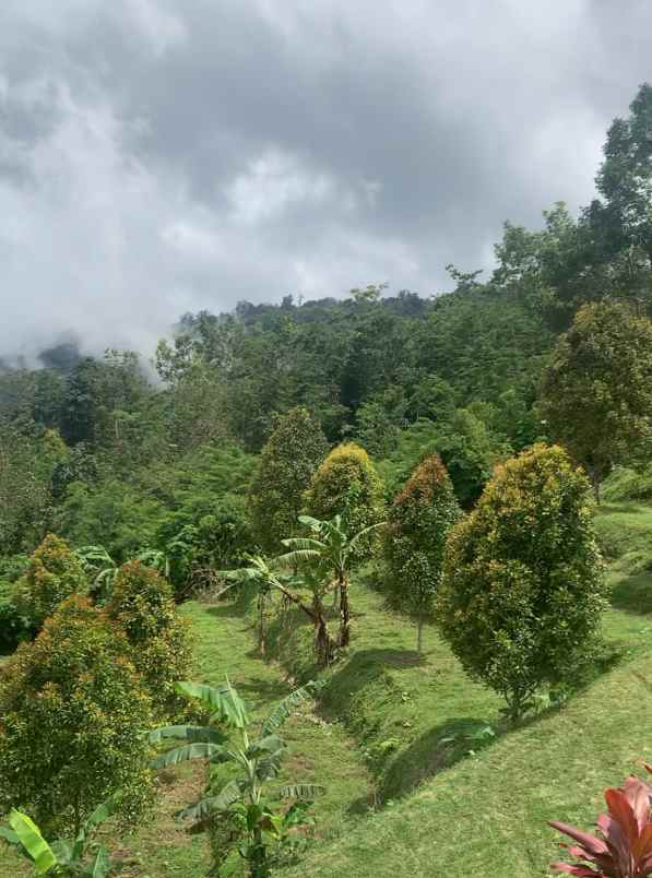 disewakan tanah desa lemukih buleleng bali