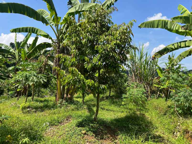 kebun durian 1900m subur mojogedang karanganyar