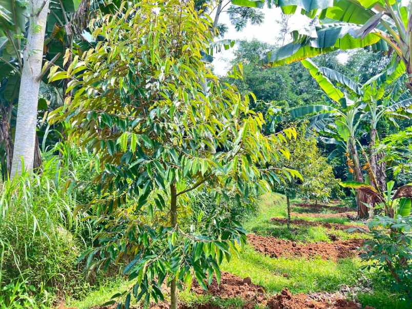 kebun durian 1900m subur mojogedang karanganyar