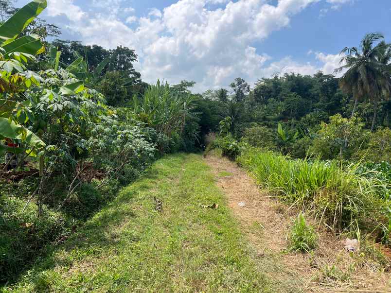 kebun durian 1900m subur mojogedang karanganyar