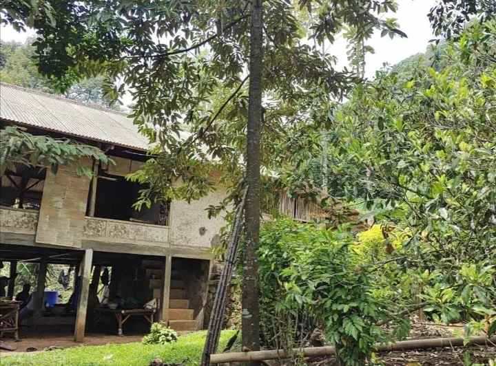 kebun durian cijambe subang jawa barat