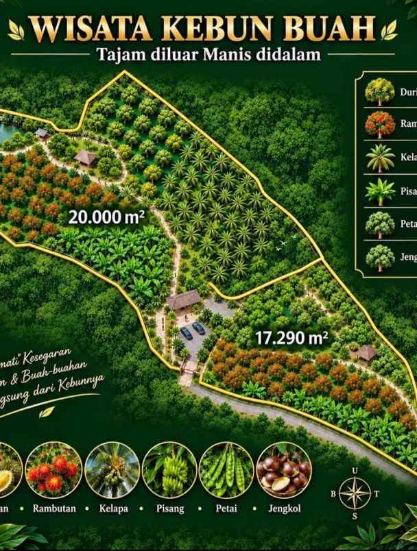 kebun durian cijambe subang jawa barat