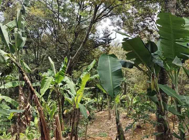kebun durian cijambe subang jawa barat