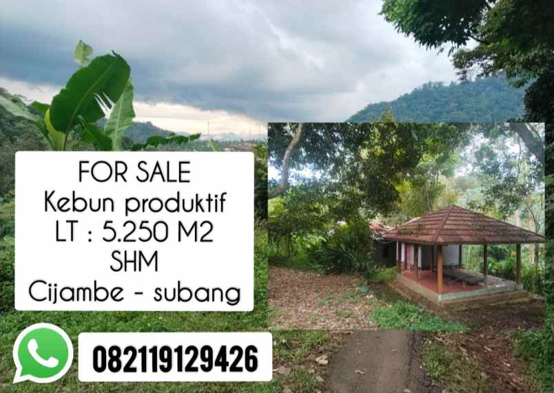 kebun produktif cijambe subang jawa barat