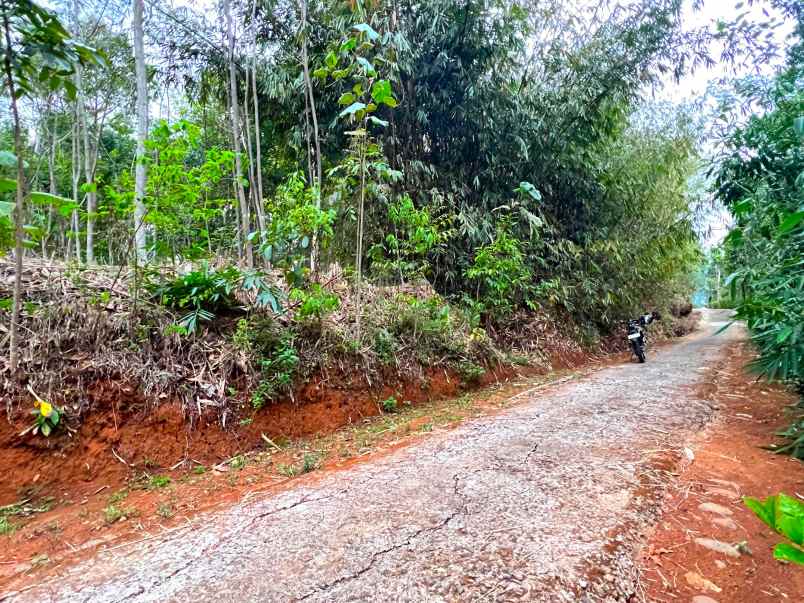 kebun sengon 897m2 mojogedang karanganyar