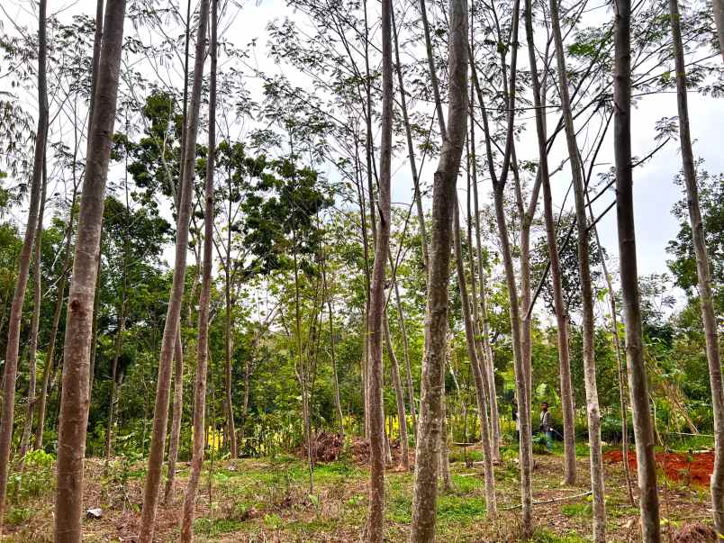 kebun sengon 897m2 mojogedang karanganyar