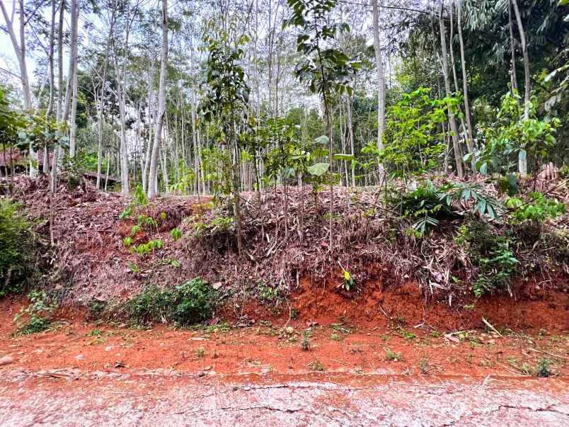 kebun sengon 897m2 mojogedang karanganyar