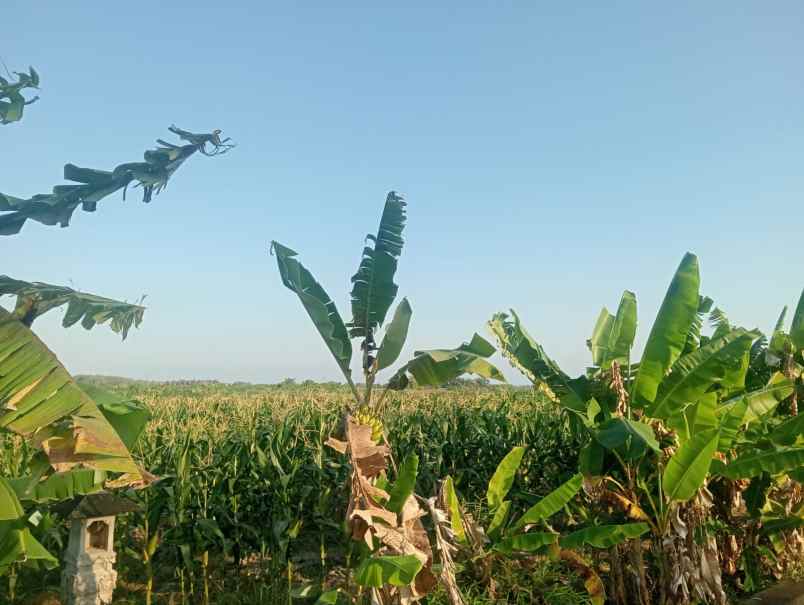 langka di tabanan dapatkan tanah view laut langsung