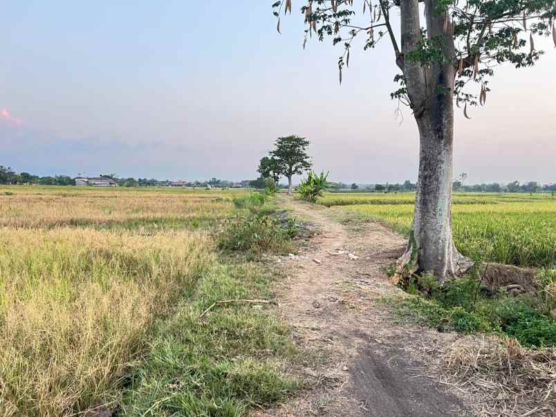 sawah strategis luas 2000m2 kedawung sragen