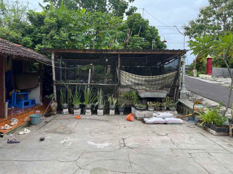 tanah 1010m bonus rumah kedawung sragen