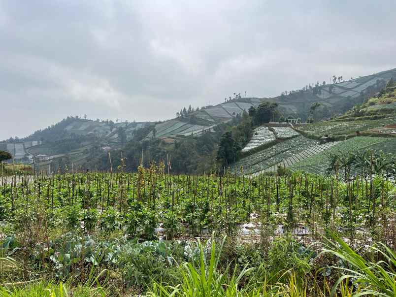 tanah 1500m kawasan wisata candi cetho karanganyar