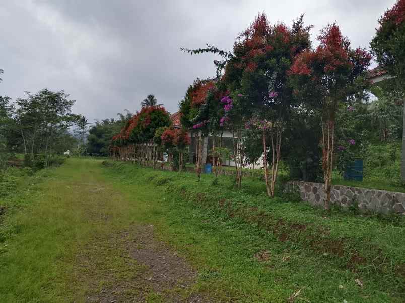 tanah bangunan kandang sapi 1000 ekor