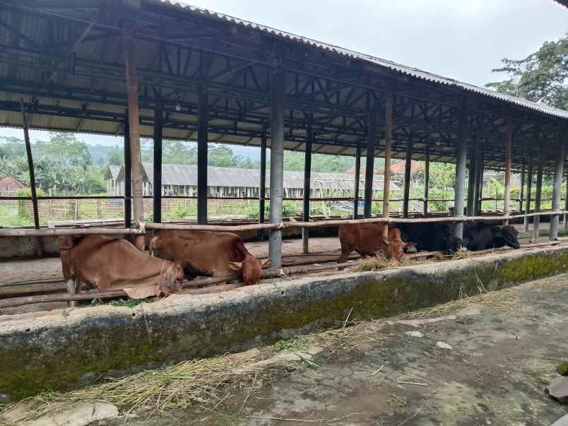 tanah bangunan kandang sapi 1000 ekor