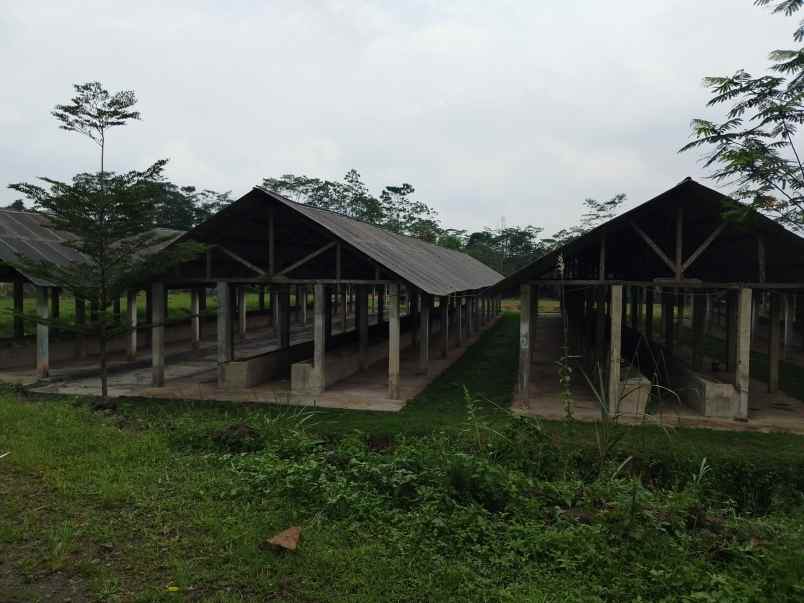 tanah bangunan kandang sapi 1000 ekor