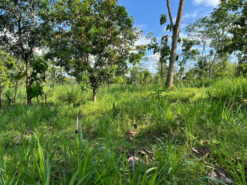 tanah datar hanya 300rb m mojogedang karanganyar