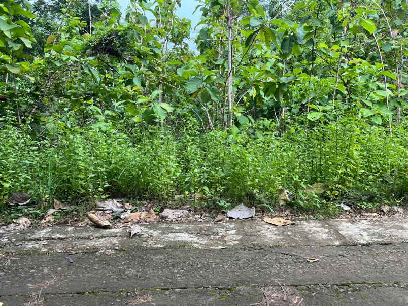 tanah hook 1175m siap bangun sambirejo sragen