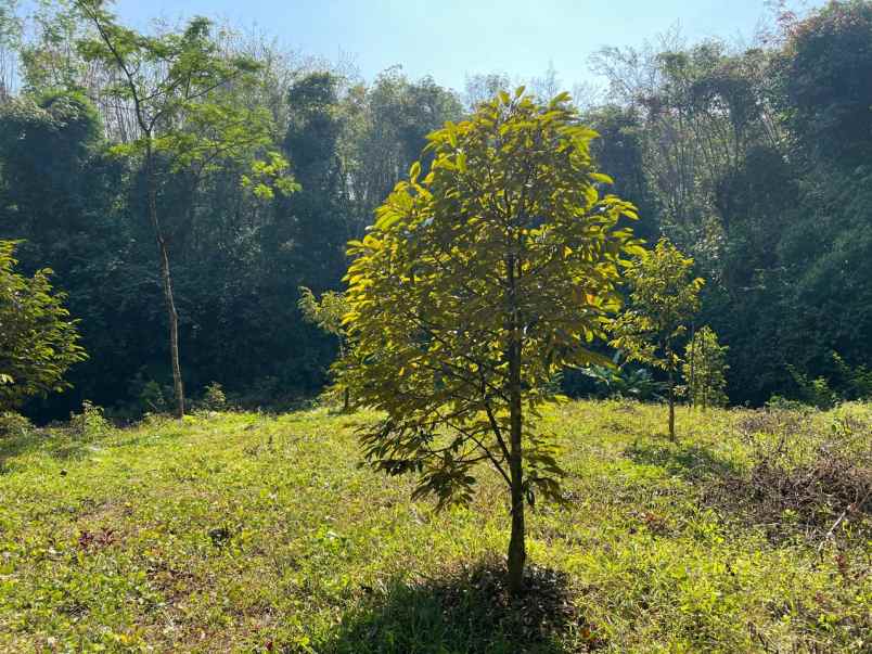 tanah idaman 1018m dekat sungai karanganyar