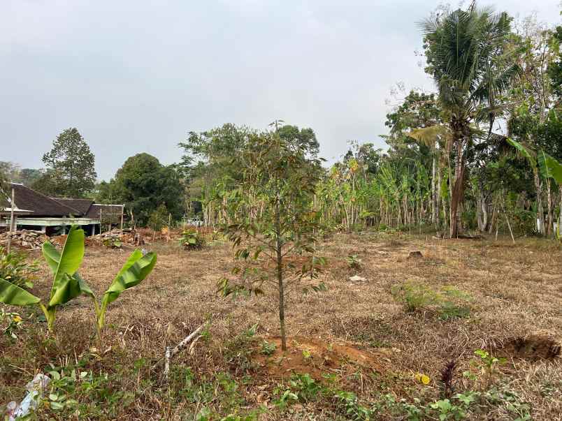 tanah kebun durian strategis di tamansari kerjo