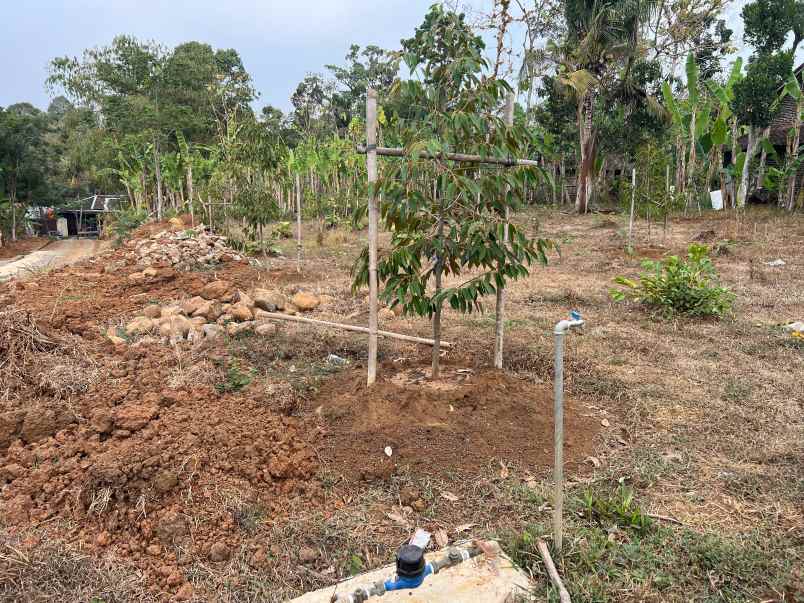 tanah kebun durian strategis di tamansari kerjo