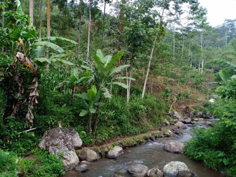 tanah kemuning ngargoyoso