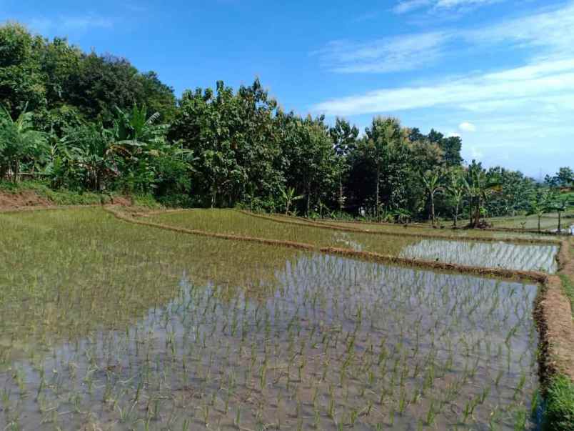 tanah kerjo karanganyar jawa