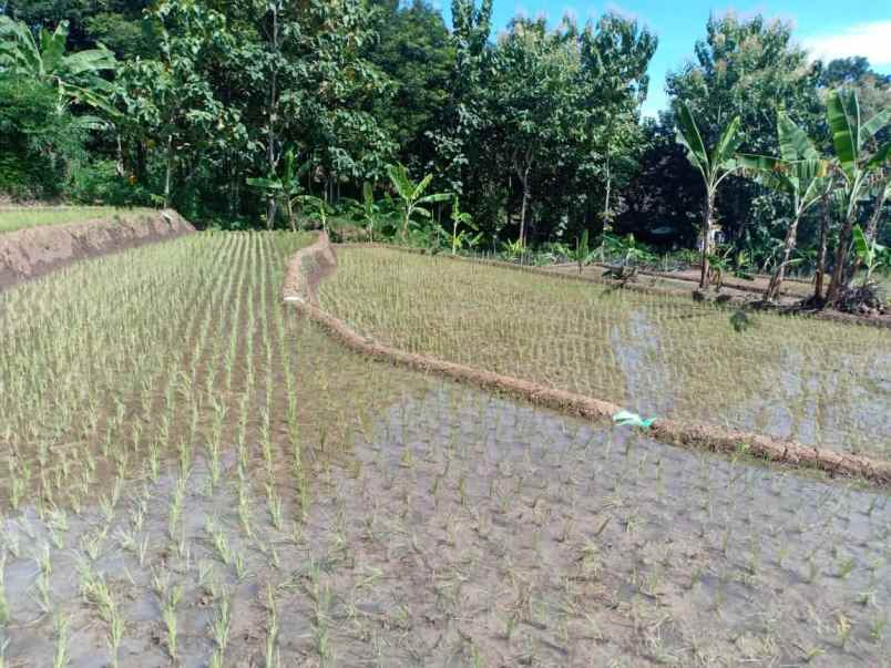 tanah kerjo karanganyar jawa