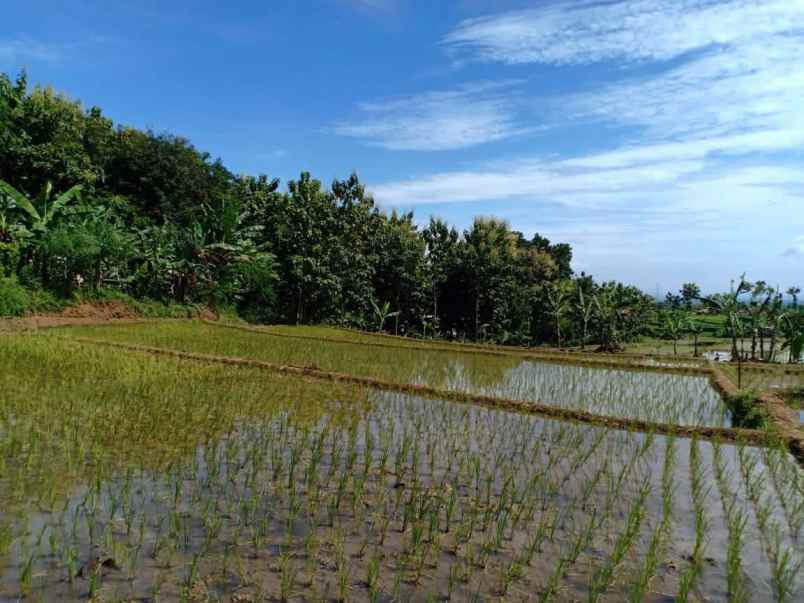 tanah kerjo karanganyar jawa