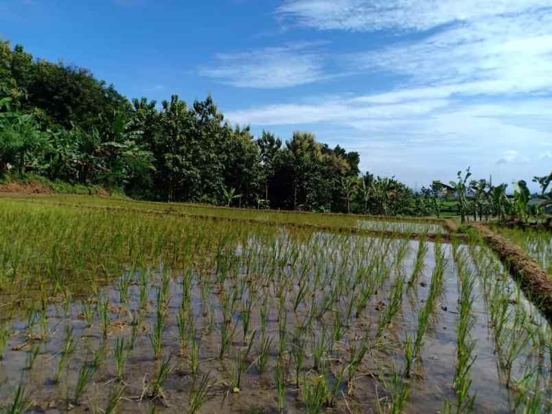 tanah kerjo karanganyar jawa