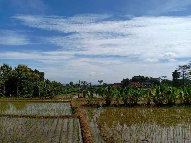 tanah kerjo karanganyar jawa