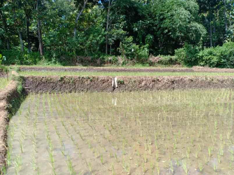 tanah kerjo karanganyar jawa