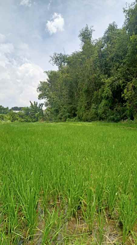tanah sawah siap bangun