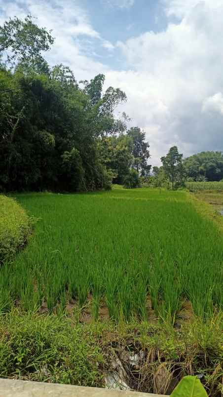 tanah sawah siap bangun
