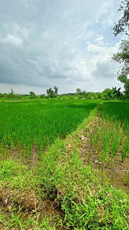 tanah sawah siap bangun