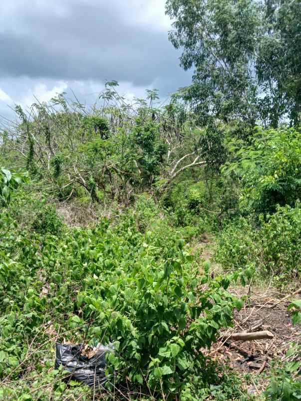 dijual 31 6 are jl gayang sari kutuh kuta selatan