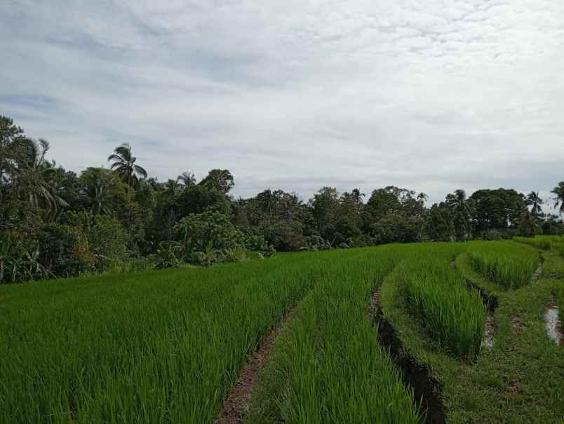dijual lahan tegalan kontur melandai los sungai