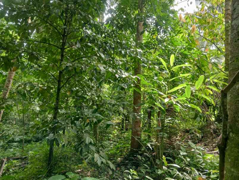 dijual lahan tegalan kontur melandai los sungai