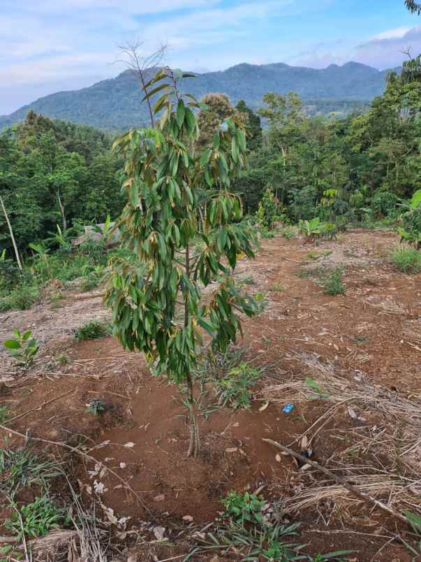 dijual tanah agrowisata cibuleger lebak banten