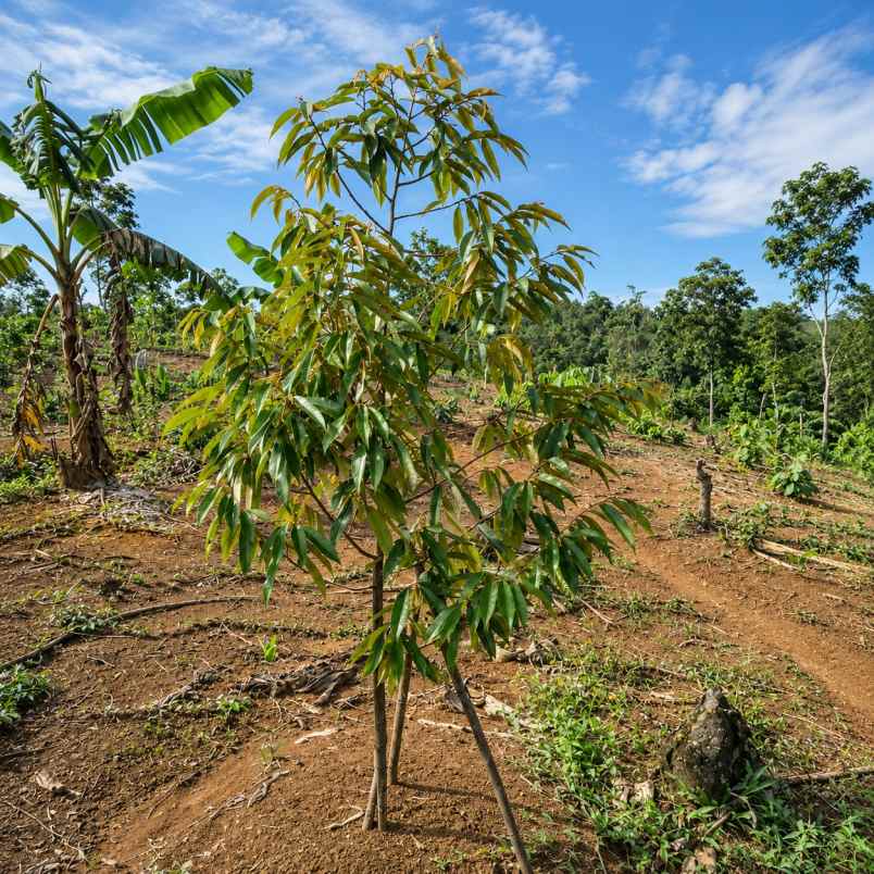 dijual tanah agrowisata cibuleger lebak banten