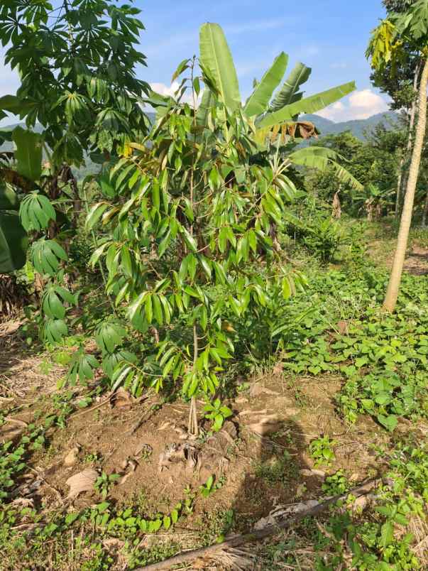 dijual tanah agrowisata cibuleger lebak banten