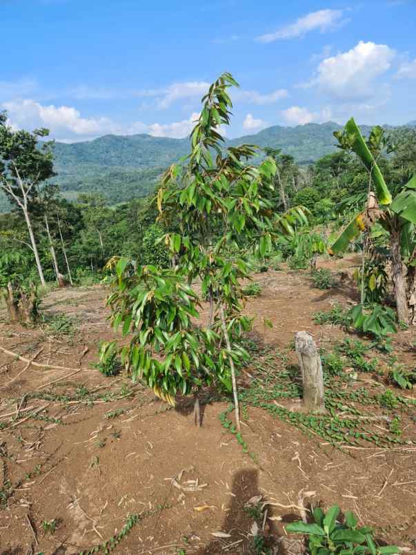 dijual tanah agrowisata cibuleger lebak banten